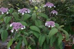 Fluweelhortensia (Hydrangea Aspera 'Macrophylla') -Garden Plants Series Store 20100712173558 6