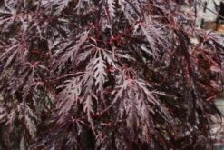 Japanse Esdoorn Op Stam (Acer Palmatum 'Tamuke Yama')