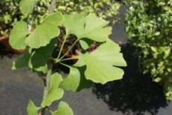 Japanse Notenboom (Ginkgo Biloba)