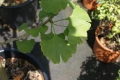 Japanse Notenboom, Meerstammig (Ginkgo Biloba) -Garden Plants Series Store 20100719115514 4 2