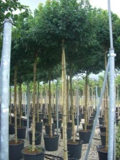 Bolesdoorn (Acer Campestre 'Nanum') -Garden Plants Series Store 20101207144224 13