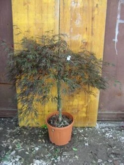 Japanse Esdoorn (Acer Palmatum 'Ornatum') -Garden Plants Series Store 20101207164407 11