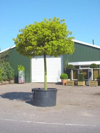 Bolesdoorn (Acer Platanoides 'Globosum') 8 Bolesdoorn (Acer Platanoides 'Globosum') - Image 6