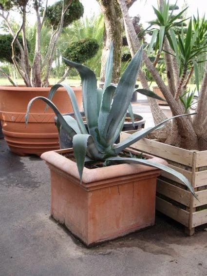 Agave (Agave Americana) 4 Agave (Agave Americana) - Image 2