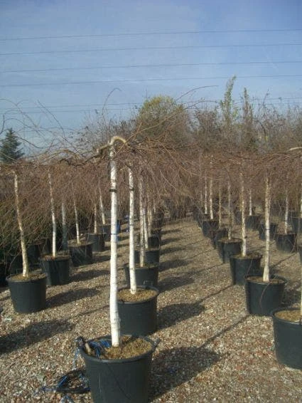 Prieelberk (Betula Pendula 'Youngii') 6 Prieelberk (Betula Pendula 'Youngii') - Image 4