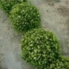 Buxus (Buxus Microphylla 'Faulkner')
