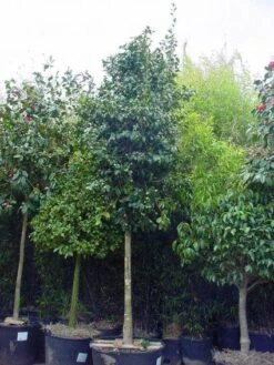 Camelia Als Boom (Camellia Japonica) -Garden Plants Series Store 20101209152842 4