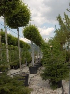 Haagbeuk Als Bolboom (Carpinus Betulus) -Garden Plants Series Store 20101210143106 5