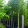 Haagbeuk Als Bolboom (Carpinus Betulus) -Garden Plants Series Store 20101210145341 5