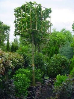 Haagbeuk In Kubusvorm (Carpinus Betulus) -Garden Plants Series Store 20101210150650 6