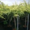 Ceder Op Stam (Cedrus Deodara 'Golden Horizon') -Garden Plants Series Store 20101212154012 1