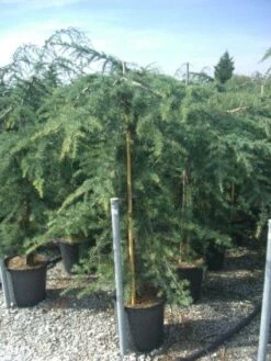 Treurceder (Cedrus Deodara 'Pendula') -Garden Plants Series Store 20101212154242 13 1