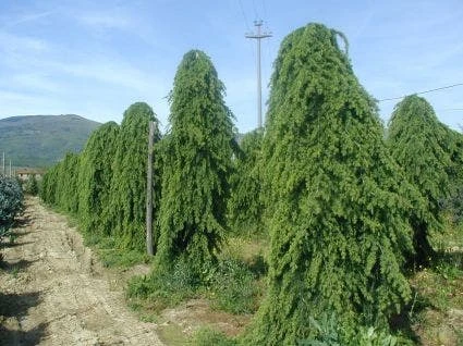 Treurceder (Cedrus Deodara 'Pendula') 6 Treurceder (Cedrus Deodara 'Pendula') - Image 4