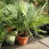 Dwergpalm (Chamaerops Humilis) -Garden Plants Series Store 20101213085751 8