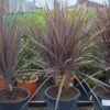 Cordyline (Cordyline Australis 'Atropurpurea') -Garden Plants Series Store 20101213093508 8