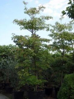 Reuzenkornoelje (Cornus Controversa) -Garden Plants Series Store 20101213094526 11