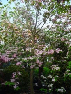 Amerikaanse Kornoelje (Cornus Florida 'Rubra') 16 Amerikaanse Kornoelje (Cornus Florida 'Rubra') -Garden Plants Series Store 20101213094837 7