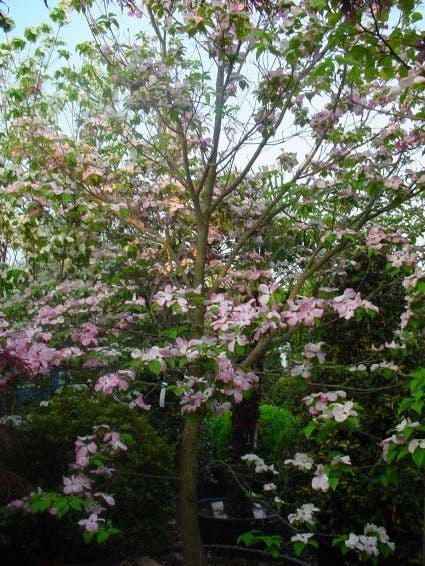 Amerikaanse Kornoelje (Cornus Florida 'Rubra') 7 Amerikaanse Kornoelje (Cornus Florida 'Rubra') - Image 5