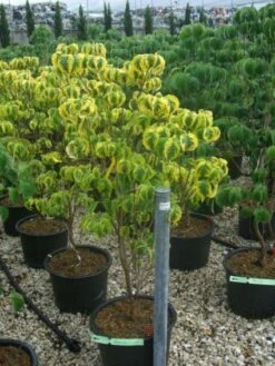 Kornoelje Op Stam (Cornus Florida 'Rainbow') -Garden Plants Series Store 20101213095801 1 1