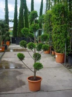 Cupressocyparis Als Bonsai (Cupressocyparis Leylandii 'Castlewellan Gold' ) -Garden Plants Series Store 20101213113337 7