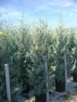 Cipres (Cupressus Arizonica 'Glauca') -Garden Plants Series Store 20101213122927 13 1