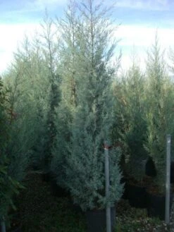 Cipres (Cupressus Arizonica 'Glauca') -Garden Plants Series Store 20101213122945 13 1