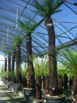 Grote Boomvaren (Dicksonia Antarctica) -Garden Plants Series Store 20101213133314 11 1 1