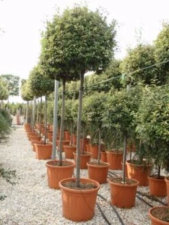 Olijfwilg Als Boom (Elaeagnus Ebbingei) -Garden Plants Series Store 20101213140459 8