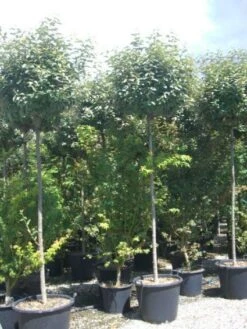 Olijfwilg Als Boom (Elaeagnus Pungens 'Maculata') 12 Olijfwilg Als Boom (Elaeagnus Pungens 'Maculata') -Garden Plants Series Store 20101213140523 8 1