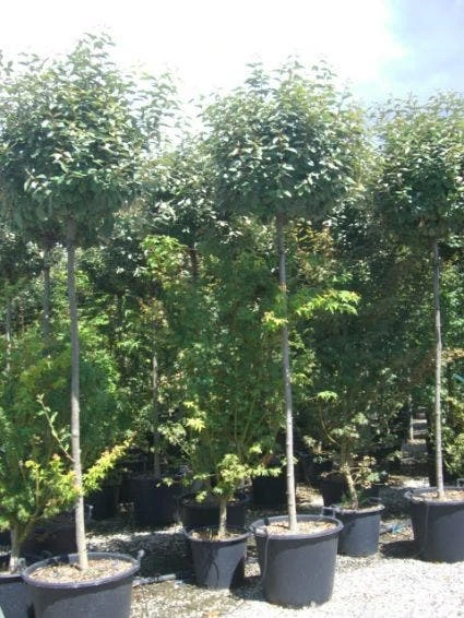 Olijfwilg Als Boom (Elaeagnus Pungens 'Maculata') 7 Olijfwilg Als Boom (Elaeagnus Pungens 'Maculata') - Image 5