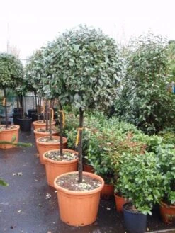 Olijfwilg Op Stam (Elaeagnus Ebbingei) -Garden Plants Series Store 20101213141424 3