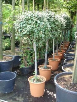 Olijfwilg Op Stam (Elaeagnus Ebbingei) -Garden Plants Series Store 20101213141440 3