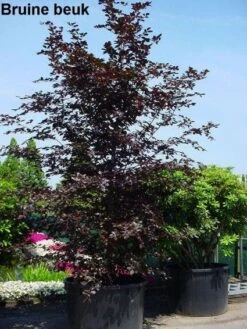 Rode Beukenboom (Fagus Sylvatica 'Atropunicea' ) -Garden Plants Series Store 20101213165155 18