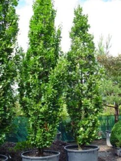 Gele Zuilbeuk (Fagus Sylvatica 'Dawyck Gold') -Garden Plants Series Store 20101213165908 9