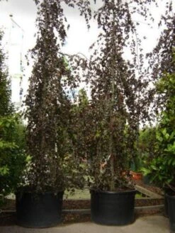 Rode Treurbeuk (Fagus Sylvatica 'Purple Fountain') 13 Rode Treurbeuk (Fagus Sylvatica 'Purple Fountain') -Garden Plants Series Store 20101213170338 11