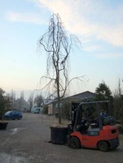 Treurbeuk (Fagus Sylvatica 'Pendula') -Garden Plants Series Store 20101213172403 14
