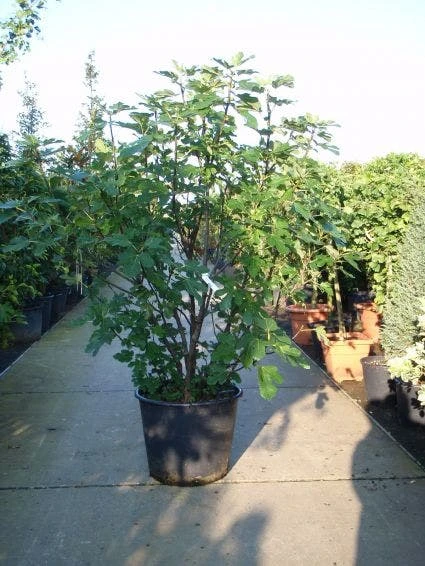 Vijg (Ficus Carica) 6 Vijg (Ficus Carica) - Image 4