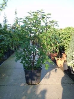 Vijg (Ficus Carica) -Garden Plants Series Store 20101215105457 10 2