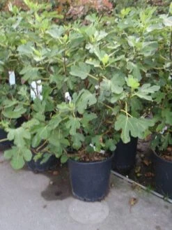 Vijg (Ficus Carica) -Garden Plants Series Store 20101215105937 10 2