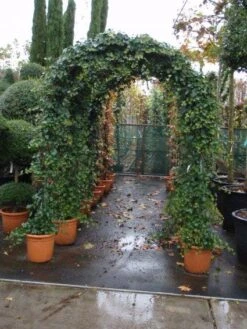 Klimop In Boogvorm (Hedera Hibernica) 9 Klimop In Boogvorm (Hedera Hibernica) -Garden Plants Series Store 20101215125056 1 1