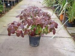 Eikenbladhortensia (Hydrangea Quercifolia) -Garden Plants Series Store 20101215152513 6