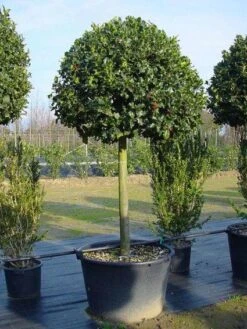 Hulst Op Stam (Ilex Aquifolium) -Garden Plants Series Store 20101215154116 2
