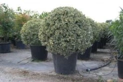 Bonte Hulst In Bolvorm (Ilex Aquifolium 'Argentea Marginata') -Garden Plants Series Store 20101215154613 5