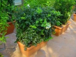 Hulst, Meeneemhaag (Ilex 'Nellie R Stevens') -Garden Plants Series Store 20101215171127 1