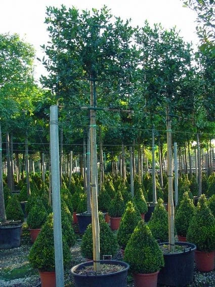 Amerikaanse Hulst Als Leiboom (Ilex 'Nellie R. Stevens') 4 Amerikaanse Hulst Als Leiboom (Ilex 'Nellie R. Stevens') - Image 2