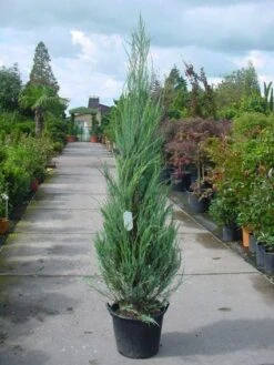 Jeneverbes (Juniperus Scopulorum 'Skyrocket') -Garden Plants Series Store 20101216132150 6