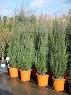 Jeneverbes (Juniperus Scopulorum 'Skyrocket') -Garden Plants Series Store 20101216132205 6
