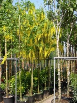 Gouden Regen Als Boom (Laburnum Watereri 'Vossii') -Garden Plants Series Store 20101216134006 7