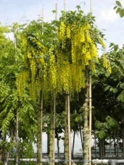 Gouden Regen Als Boom (Laburnum Watereri 'Vossii') -Garden Plants Series Store 20101216134020 7