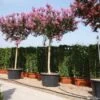 Roze Lagerstroemia Als Boom (Lagerstroemia Indica) -Garden Plants Series Store 20101216134659 9 1